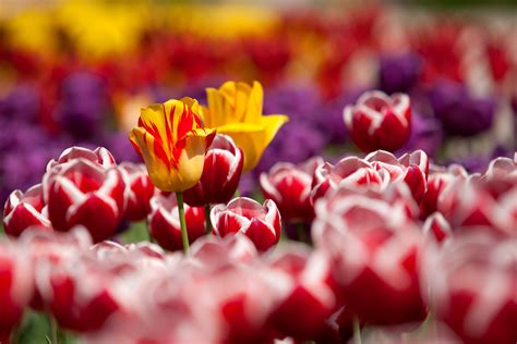 Free Images : flower, petal, red, purple, tulip, spring, botany ...