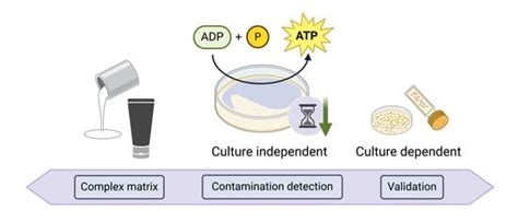 Breaking the Mold: Towards Rapid and Cost-Effective Microbial ...