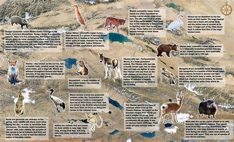 Wildlife In Xinjiang