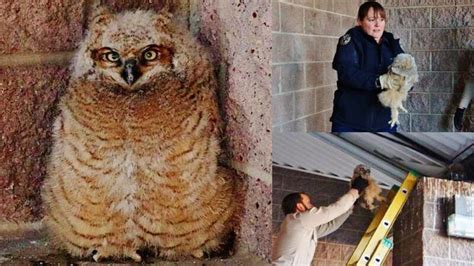 Colorado Parks and Wildlife help owlet that has been repeatedly kicked ...
