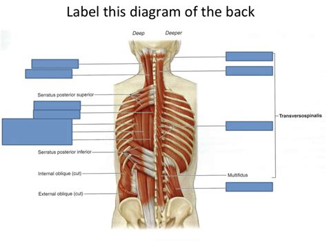 Back 的图像结果