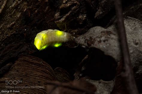 Photograph Firefly Larva [Lampyridae] by Georg Ivan on 500px