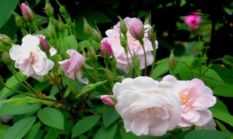 Vintage Gardens Antique Roses A Connecticut Yankee In A Texas Rose