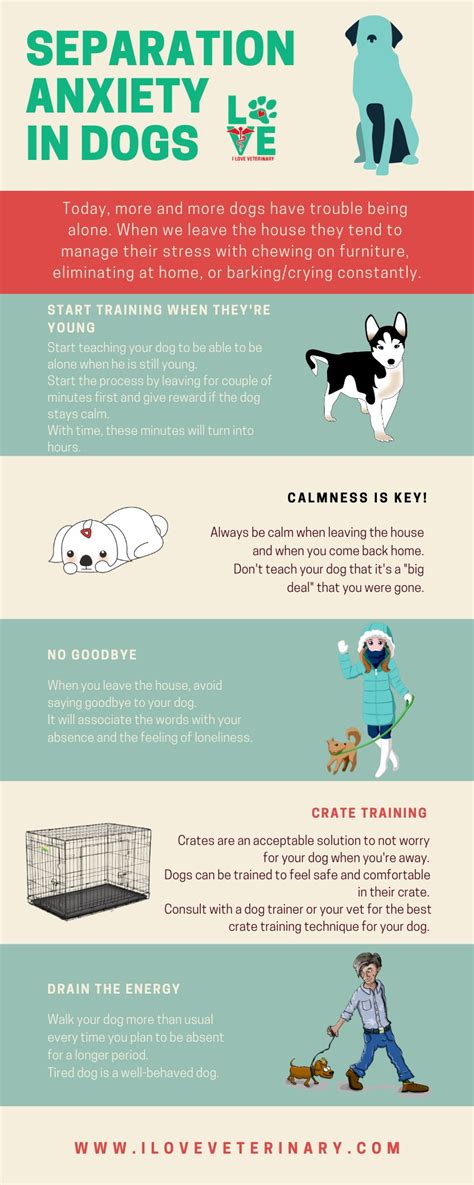 Image result for Dog Separation Anxiety Problem