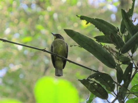 Finsch's Bulbul - eBird