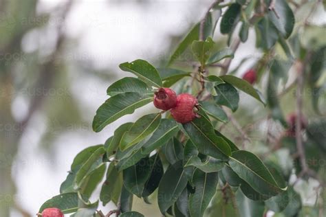 Image result for Bush Apple Tree