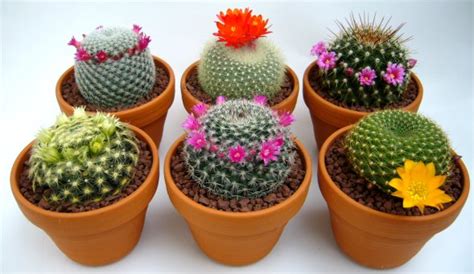 サボテン に対する画像結果