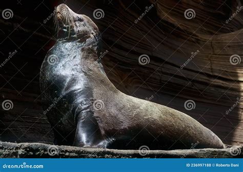 Sea Lion 的图像结果