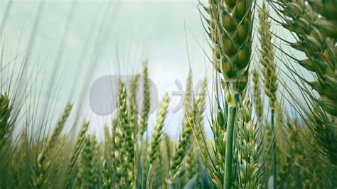 夏收遭遇连绵阴雨，部分农户“小麦发芽”，已有饲料企业愿收购助减损_凤凰网