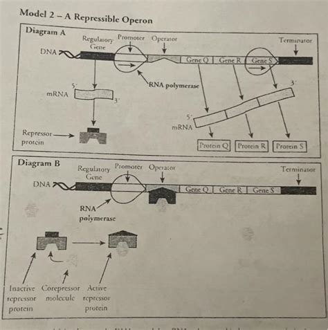 Image result for ATH Operon Positive Control