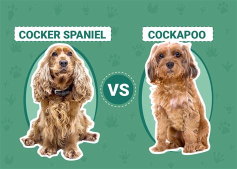 Image result for Cockapoo Spaniel