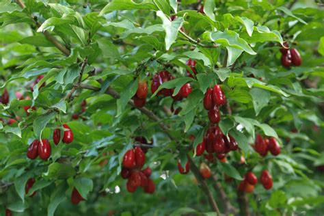 Cornelian Cherry Dogwood Tree Seeds - Edible, Hardy, Showy - Cornus mas ...