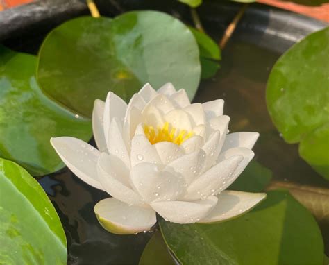 White Water Lily Bouquet