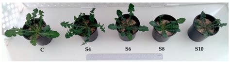 The Impact of Salinity in the Irrigation of a Wild Underutilized Leafy ...