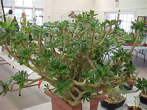 Dorstenia - JungleKey.in Image