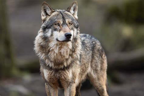 The Coolest Animals in Yellowstone National Park