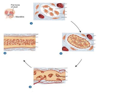 Bone Development Algorithm 的图像结果