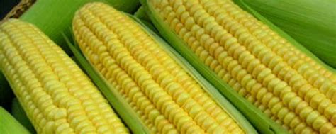 转基因玉米的鉴别图片