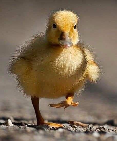 Image result for Ducklings Running