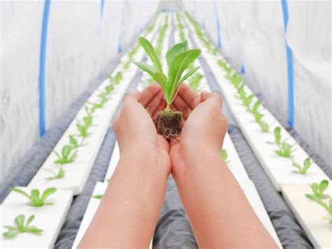 Basic Hydroponics for Beginners 的图像结果