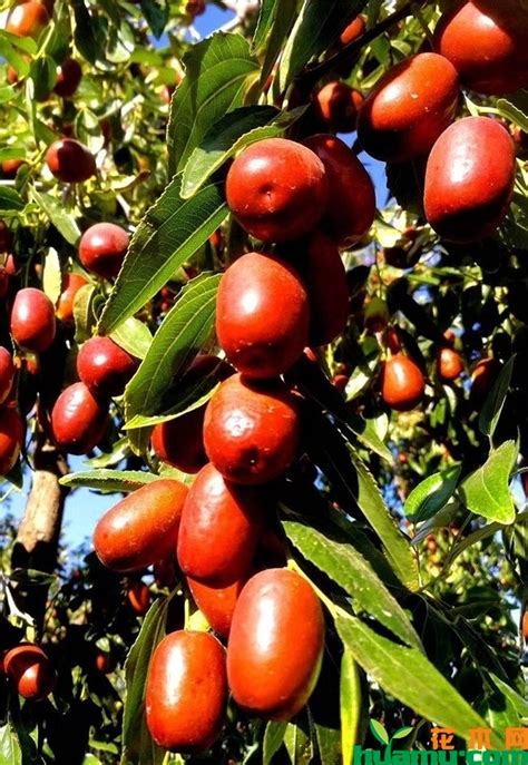 枣核怎么种出枣树，枣树有哪些品种 - 花卉种植 - 四季盆栽