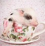 Image result for Miniature Teacup Pig