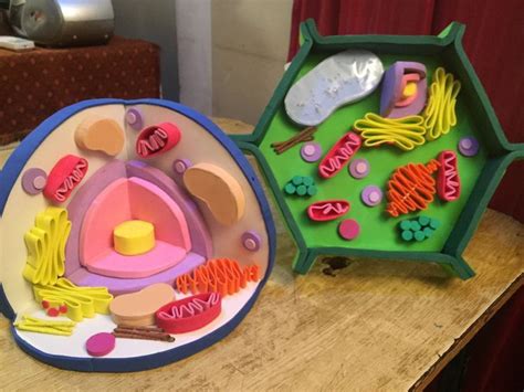 Image result for Cell Model Project