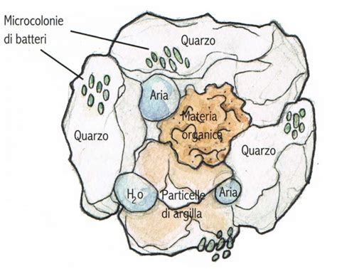 Agricoltura sinergica - Emilia Hazelip - Sotto le querce
