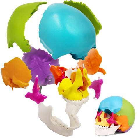 Buy LYOU Exploded Skull Model, 22-Part Painted Human Skull Model ...