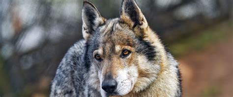 Download wallpaper 2560x1080 wolf, predator, animal, wild dual wide ...