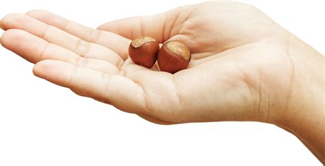 Naša istorija: lešnik se nalazi u srcu kompanije Ferrero | Ferrero HCo