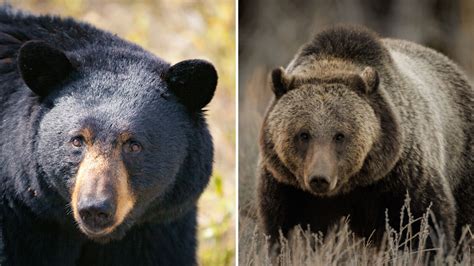Grizzly Bear Death at Bait Station Precisely What Conservation Groups’ Lawsuit Hoped to Prevent ...