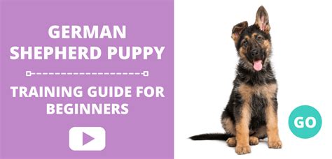 German Shepherd Puppy Training Guide for Beginners · German Shepherd 101