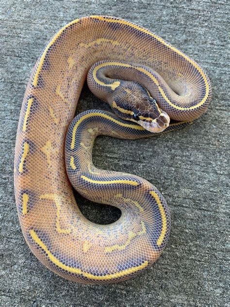 Highway Ball Python 的图像结果