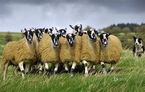 Wallpaper sheep, England, dog, pasture, meadow for mobile and desktop ...