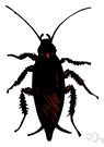 Cockroach Definition 的图像结果