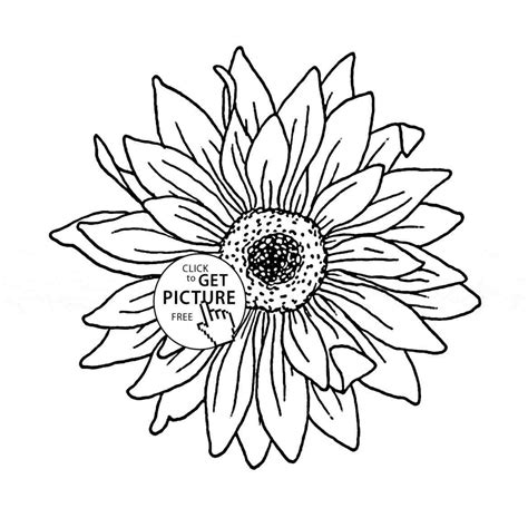 Sunflower Outline Drawing at GetDrawings | Free download