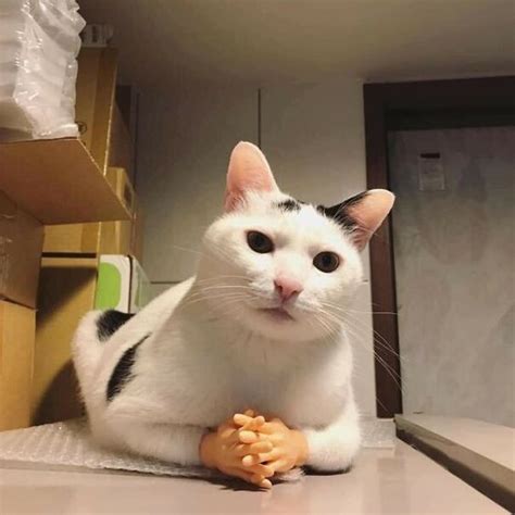 Alien Life Meme 的图像结果