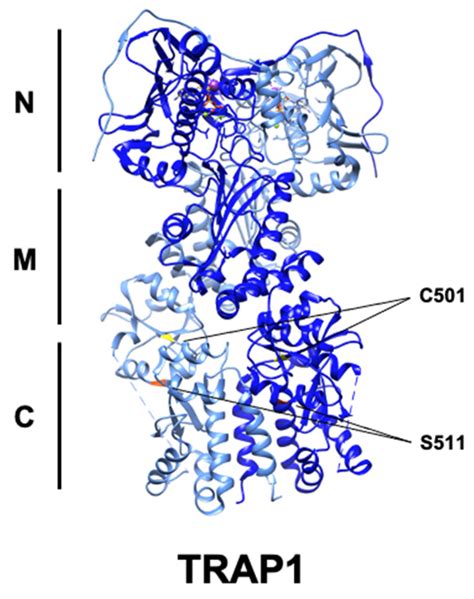 TRAP1 Chaperones the Metabolic Switch in Cancer