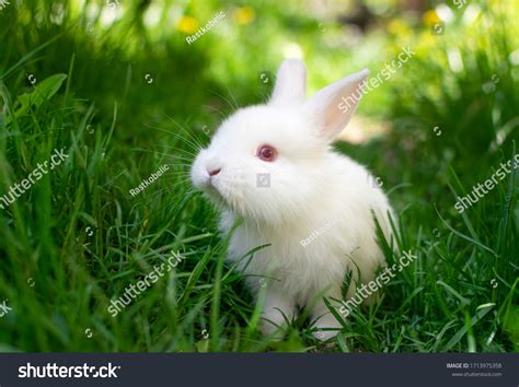 Top 10 rabbit cute Hình ảnh đáng yêu để làm bạn cười cả ngày