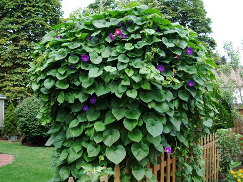 Glory Heavenly Blue Morning Glory In Hanging Baskets White Fence Planter