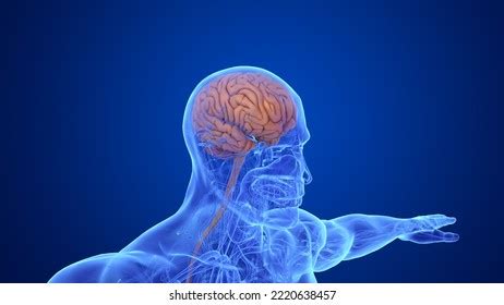 Science Brain 的图像结果