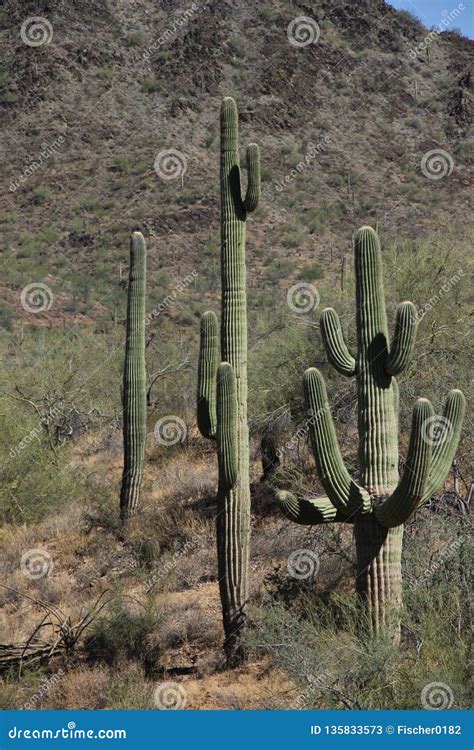 Saguaro Carnegiea Gigantea 7 Stock Image - Image of cacti, cactus ...