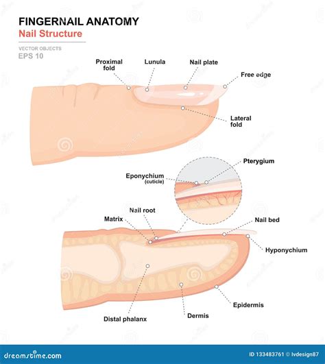 Science of Human Body. Anatomical Training Poster. Fingernail Anatomy ...