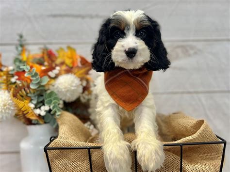 Rezultat imagine pentru Cavapoo Barking