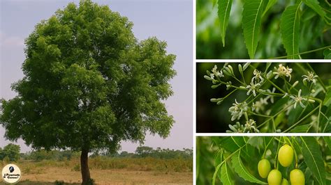 🌿 The Neem Tree: Nature’s Evergreen Healer