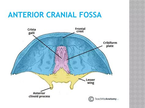 Anterior cranial-fossa | PPT