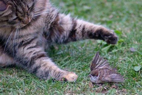 Image result for Hawk Catching Cat