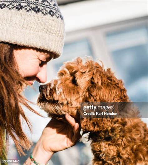 Image result for Cockapoo Adult with Human