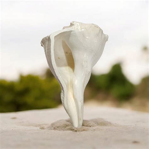 Dakshinavarti Shankh | Lab Certified Valampuri Sangu | Timeshopee